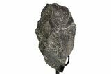 Fossil Sauropod Partial Vertebra w/ Metal Stand - Colorado #383264-1